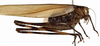CollectionObject 1529755; 9324df5a-710e-4400-9117-fcb6273dd137: female, lateral view (holotype). (CollectionObject).