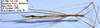 CollectionObject 1504086; f9f3d0a7-3134-4808-a1ed-10cc7e1f6dc4: male (holotype). (CollectionObject).
