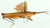 Tagasta hoplosterna (Stål, 1877): lateral view. (Otu).