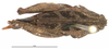 CollectionObject 1580785; f62e2c2b-29a5-4a30-8cb0-e16ea95a6669: female, dorsal view (syntype of Nomotettix arcticus). (CollectionObject).