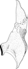 Stylus on Platymetopius (Platymetopius) major (Kirschbaum, 1868): Stylus. (Observation).