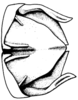 Leiotettix viridis Bruner, 1906: Fig. 5. male epiproct and cerci, dorsal view. (Otu).