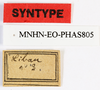 CollectionObject 1557999; aaf963fa-a5bc-4441-9ab2-083c20bbadfb: copyright MNHN, Paris. male, data lebels of Bacillus libanicus (syntype). (CollectionObject).;CollectionObject 1558000; f947db8e-6eb2-4abf-afbd-6120496f3f55: copyright MNHN, Paris. male, data lebels of Bacillus libanicus (syntype). (CollectionObject).