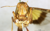 CollectionObject 1568988; b5930275-10e1-4afe-b551-56281ff3990d: female, frontal view (partatype of Gastrimargus africanus var. orientalis). (CollectionObject).