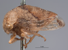 Habitus, lateral view on Cyrtolobus griseus Van Duzee, 1908: (Observation).