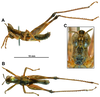 CollectionObject 1579437; 3cbdca5d-6618-4a3c-ac6a-0fb83c0e4ed1: male, A. lateral, B. dorsal and C. face. (CollectionObject).