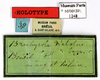 CollectionObject 1587290; MNHN(SF IMPORT DUPLICATE) MNHN-EP-EP1248, 6d3c99c0-f8e4-4ba5-b8f5-dee95e743507: CC BY-NC-ND 4.0/MNHN - Depraetere Marion - 2014. Holotype, male, of diabolus Saussure, 1864. Specimen number: MNHN-EP-EP1248. http://coldb.mnhn.fr/catalognumber/mnhn/ep/ep1248. (CollectionObject).