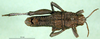 CollectionObject 1501169; a7d2d70e-e8b8-4369-b91f-5d0ce3bd65c6: male, dorsal view (holotype). (CollectionObject).