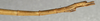 CollectionObject 1558011; NMW 395, eaf633e4-1b73-4567-8e2c-c309edb54d8b: copyright NMW, Vienna. male: end of abdomen, lateral view (holotype). (CollectionObject).