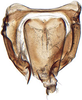 Pygofer, dorsal view: Bonaspeia attia, pygofer, dorsally (INHS). (Observation).