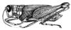 Taeniophora dagua Hebard, 1923: Pl. 10, Fig. 6 (after type). female, lateral view (body length 21mm). (Otu).