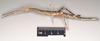 CollectionObject 1559877; NHMUK(SF IMPORT DUPLICATE) 845086, cec9353d-0311-4129-b4c7-132ab6f7d6e5: copyright Natural History Museum, London. female, lateral view of synonym Monandroptera inuncans (lectotype). (CollectionObject).