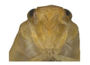Head, frontal view: !! display not done !! on Biza ava Kramer, 1967: Male holotype [USNM]: head, fontal view. (Observation).