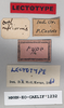CollectionObject 1540626; d4118dd1-255c-48c5-b553-b8756d0eec7a: male, labels (lectotype). (CollectionObject).