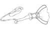 Syntomacris vittipennis Walker, 1870: Fig. 5. spermatheca. (Otu).