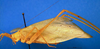 CollectionObject 1500498; ae7554a1-d52f-4b27-9f99-a0a4c860a665: male, lateral view (syntype). (CollectionObject).