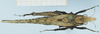 CollectionObject 1585498; db622306-749d-4760-82fb-f5a42ad6ba4c: male, dorsal view. (CollectionObject).