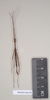 CollectionObject 1562687; d96976dd-6964-4788-8984-2c142fd555a1: copyright Natural History Museum, London. male (paratype). (CollectionObject).