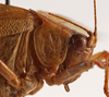 CollectionObject 1534628; f4814be4-45a7-484a-8b7d-0ee2d8e89cb6: female pronotum lateral (holotype). (CollectionObject).