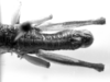 CollectionObject 1533816; 3845fe16-5fa1-454e-917a-fe309e27d464: Image Carbonell, C.S. male abdomen end, dorsal view (paratype). (CollectionObject).