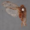 Habitus, dorsal view: (Observation).