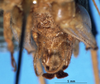 CollectionObject 1520549; ee99283f-83a9-487a-8bb1-7edd17e8ca5c: male, subgenital plate. (CollectionObject).