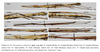 CollectionObject 1590760; ed4241ba-42de-4047-8fe2-32fd559852c3: copyright CAU (from original publication). female (holotype), male (paratype). (CollectionObject).