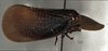 Habitus, lateral view: !! display not done !! on Doriana ecuadoriana (Schmidt, 1904) now Doriana conspersa (Walker, 1858): (Observation).