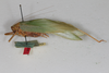 CollectionObject 1506508; 79009009-0d05-445d-bd55-9e1382000405: male, lateral view (syntype). (CollectionObject).