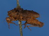 CollectionObject 1517873; a6edab09-c0dd-4912-990d-04d9642e1c12, NHMUK010362930: lateral view (syntype). (CollectionObject).