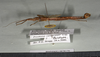 CollectionObject 1563604; NHMUK(SF IMPORT DUPLICATE) BMNH#878170, 58849cbc-e3a2-46ab-843f-abc319aa9a12: copyright Natural History Museum, London. male, lateral view of synonym Presbistus carunculifer (paratype). (CollectionObject).