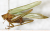 CollectionObject 1532272; NMW 1008, fa22d077-e641-46a0-873a-55f5427a9bcd: male, lateral view (holotype). (CollectionObject).