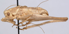 CollectionObject 1527092; ae1f098b-1048-4f8a-9c3e-401653cec50e: male, lateral view (holotype). (CollectionObject).