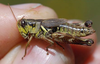 Melanoplus stupefactus (Scudder, 1876): female. (Otu).