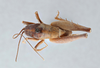 CollectionObject 2741429; CNCI 311945, a6c7572a-9eb8-45be-95ae-b22146c270fb: Ceuthophilus nitens. Dorsal View. (CollectionObject).