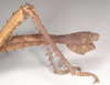CollectionObject 1558876; NHMUK(SF IMPORT DUPLICATE) 845211, 11c58213-d53b-48a9-8373-39929aef4477: copyright Natural History Museum, London. male: end of abdomen, lateral view of synonym Heteropteryx australe (lectotype). (CollectionObject).