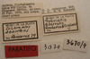 CollectionObject 1514209; c54f342b-3292-449f-adf5-1a1b2b5f7923, MLP3670/4: Image Cigliano, M.M. labels (paratype). (CollectionObject).
