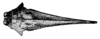Macromotettix tonkinensis Günther, 1939: Fig. 101. male, head and pronotum, dorsal view (shoulder width 2.4 mm). (Otu).