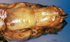 CollectionObject 1565651; 171eb416-728b-41f3-8dc6-378b2fd4db8a: female abdomen tip, ventral view (allotype). (CollectionObject).