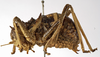 CollectionObject 1529682; c91a7663-b2a2-4fb0-9115-83dd7704a21e: female, lateral view (holotype). (CollectionObject).