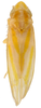 Habitus, dorsal view on Erythridula inconspicua (Johnson, 1935): Habitus (paratype, OSU collection). (Observation).
