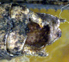 Idiostatus kathleenae Rentz, 1973: male cerci (paratype). (Otu).