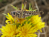 male (Canary Islands). Depicts Decticus albifrons (Fabricius, 1775), an Otu.