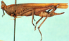 CollectionObject 1581432; 06b672b7-c219-4d7b-bdab-845fe2b81c0e: female, lateral view. (CollectionObject).