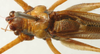 CollectionObject 1517245; 57f1528c-887a-4794-84cc-bf315baeaa8d: male stridulatory apparatus (holotype). (CollectionObject).