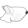 Pygofer, lateral view on Eurhadina (Singhardina) pookiewica Dworakowska, 2002: (Observation).