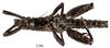 CollectionObject 1558736; 695dc27c-d78b-4c09-9608-1cde57ed85db: copyright MNHN, Paris. male, ventral view (syntype). (CollectionObject).