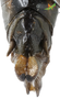 CollectionObject 1849080; 5ab31f1d-5def-41c3-bc5d-b713cfe2a985, Unioeste Cascavel K-0290: Female. End of abdomen. Dorsal view. (CollectionObject).