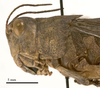 CollectionObject 1538244; c0916a09-98ef-4d96-9a0a-25b727fe70cb: female head and pronotum, lateral view (holotype). (CollectionObject).