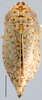 Habitus, dorsal view: !! display not done !! on Bonaspeia Linnavuori, 1961: Bonaspeia attia, dorsally (INHS). (Observation).